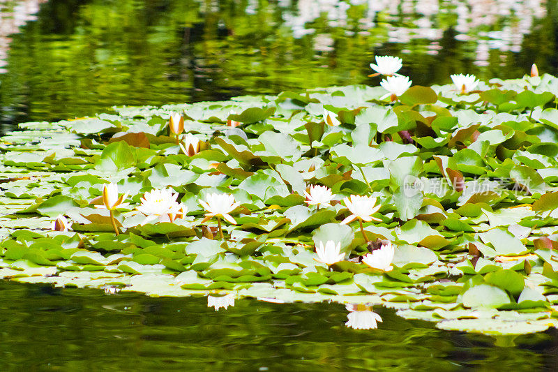 Lagoa das Patas, Terceira岛，亚速尔群岛，葡萄牙。